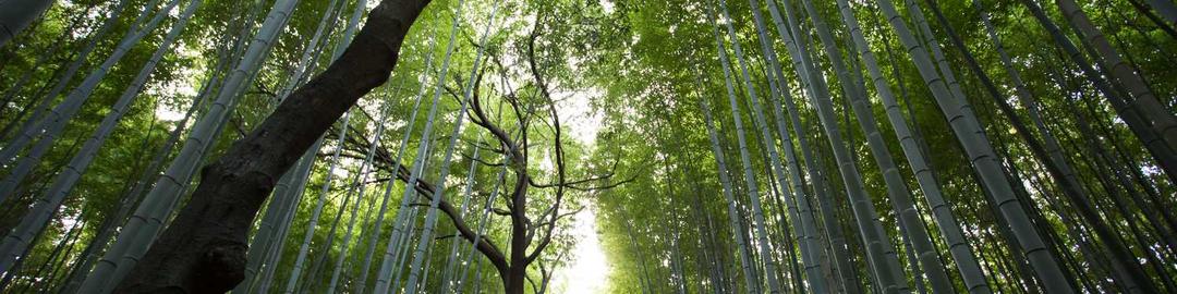 A lush, bamboo forest in panorama.